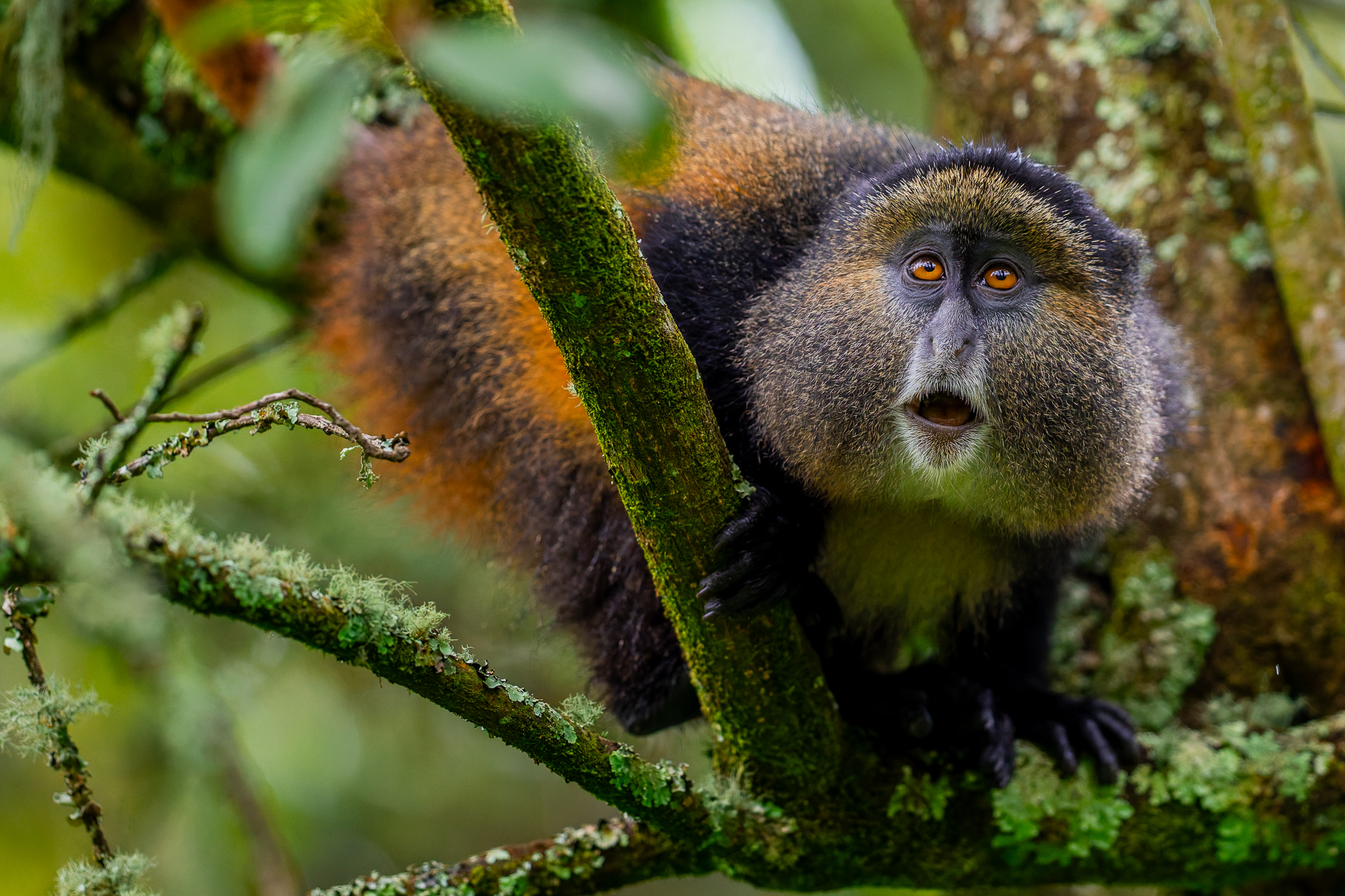 A wide-eyed Golden Monkey gazes open-mouthed at the antics of fellow troop members, as they manoeuvre through the trees in Uganda's Mgahinga Gorilla National Park (image by Virginia Wilde)