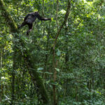 st World of the Chimpanzee.' An Eastern Chimpanzee can move though trees and cover ground surprisingly quickly. Here, a troop member leads the way in Uganda's Kibale National Park (image by Virginia Wilde)