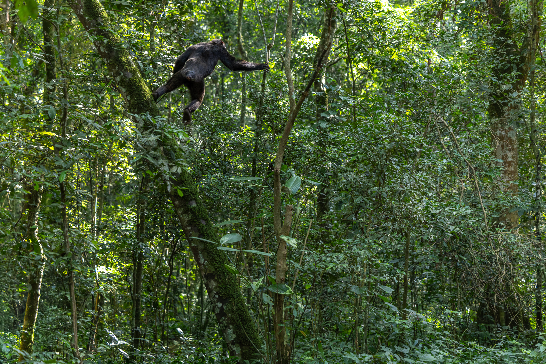 st World of the Chimpanzee.' An Eastern Chimpanzee can move though trees and cover ground surprisingly quickly. Here, a troop member leads the way in Uganda's Kibale National Park (image by Virginia Wilde)