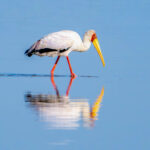 Yellow-billed Stork reflection in Amboseli's wetlands (image by Inger Vandyke)