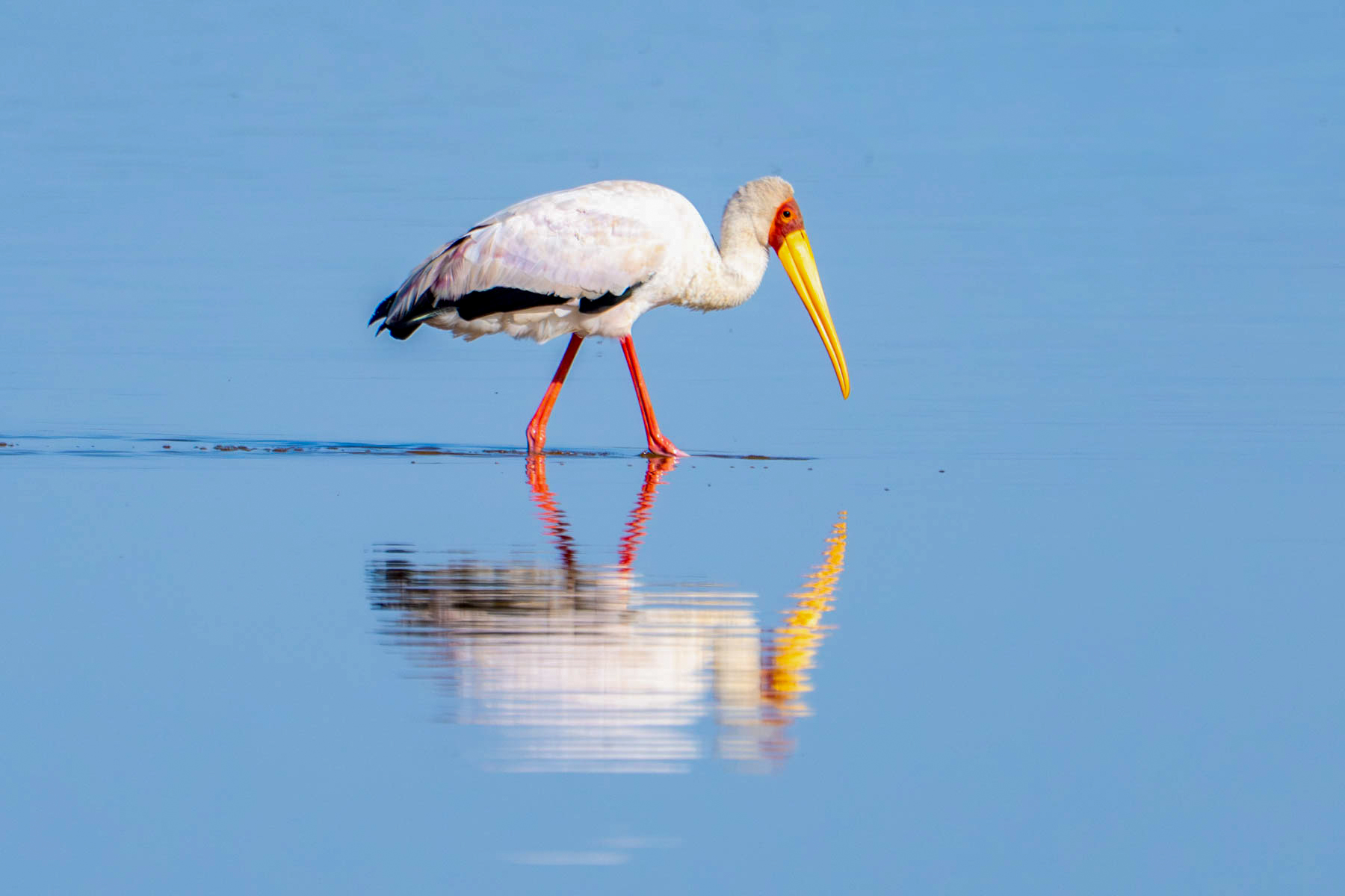 Yellow-billed Stork reflection in Amboseli's wetlands (image by Inger Vandyke)