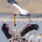 Yellow-billed Storks engaging in an aerial battle at Lake Magadi (image by Inger Vandyke)