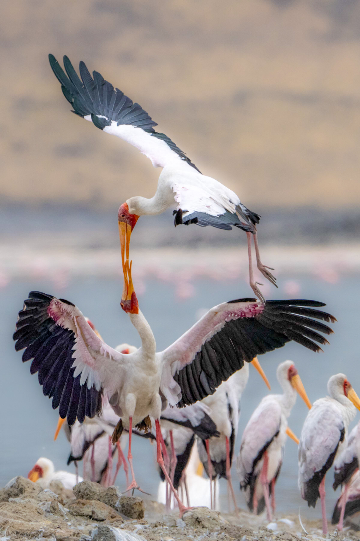 Yellow-billed Storks engaging in an aerial battle at Lake Magadi (image by Inger Vandyke)