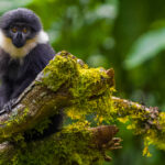 A juvenile L'Hoest's Monkey makes eye contact in Uganda's Bwindi Impenetrable Forest. L'Hoest's live in small, female-dominated groups and sleep sitting upright, grabbing a branch for support (image by Virginia Wilde)