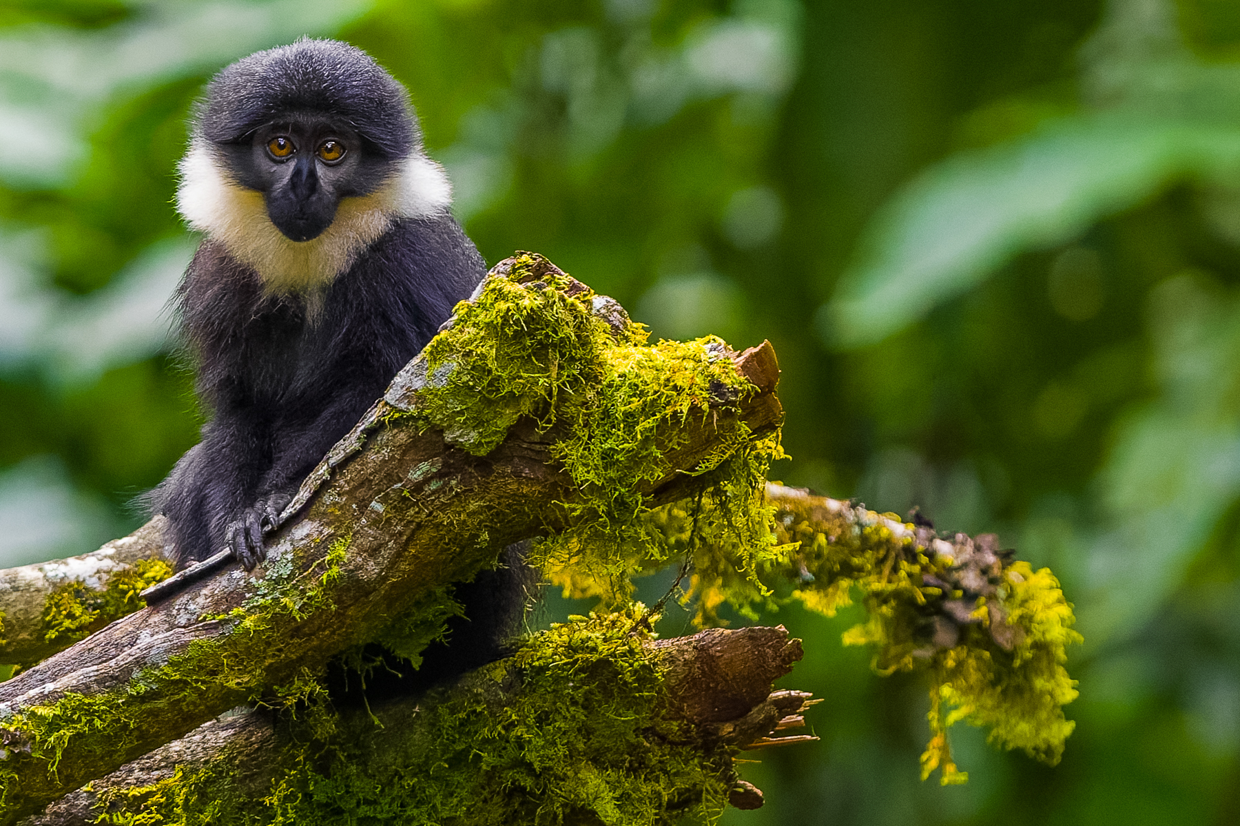 A juvenile L'Hoest's Monkey makes eye contact in Uganda's Bwindi Impenetrable Forest. L'Hoest's live in small, female-dominated groups and sleep sitting upright, grabbing a branch for support (image by Virginia Wilde)