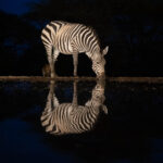 The simple beauty of a solo Zebra drinking at night (image by Inger Vandyke)