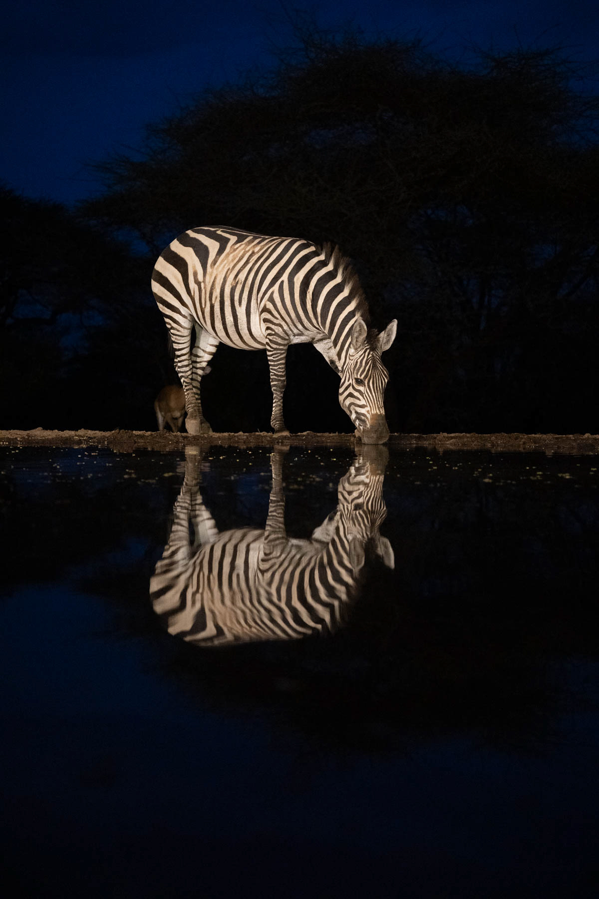 The simple beauty of a solo Zebra drinking at night (image by Inger Vandyke)