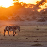 In the golden light of dusk, a zebra heads to a safe place for the night (image by Inger Vandyke)