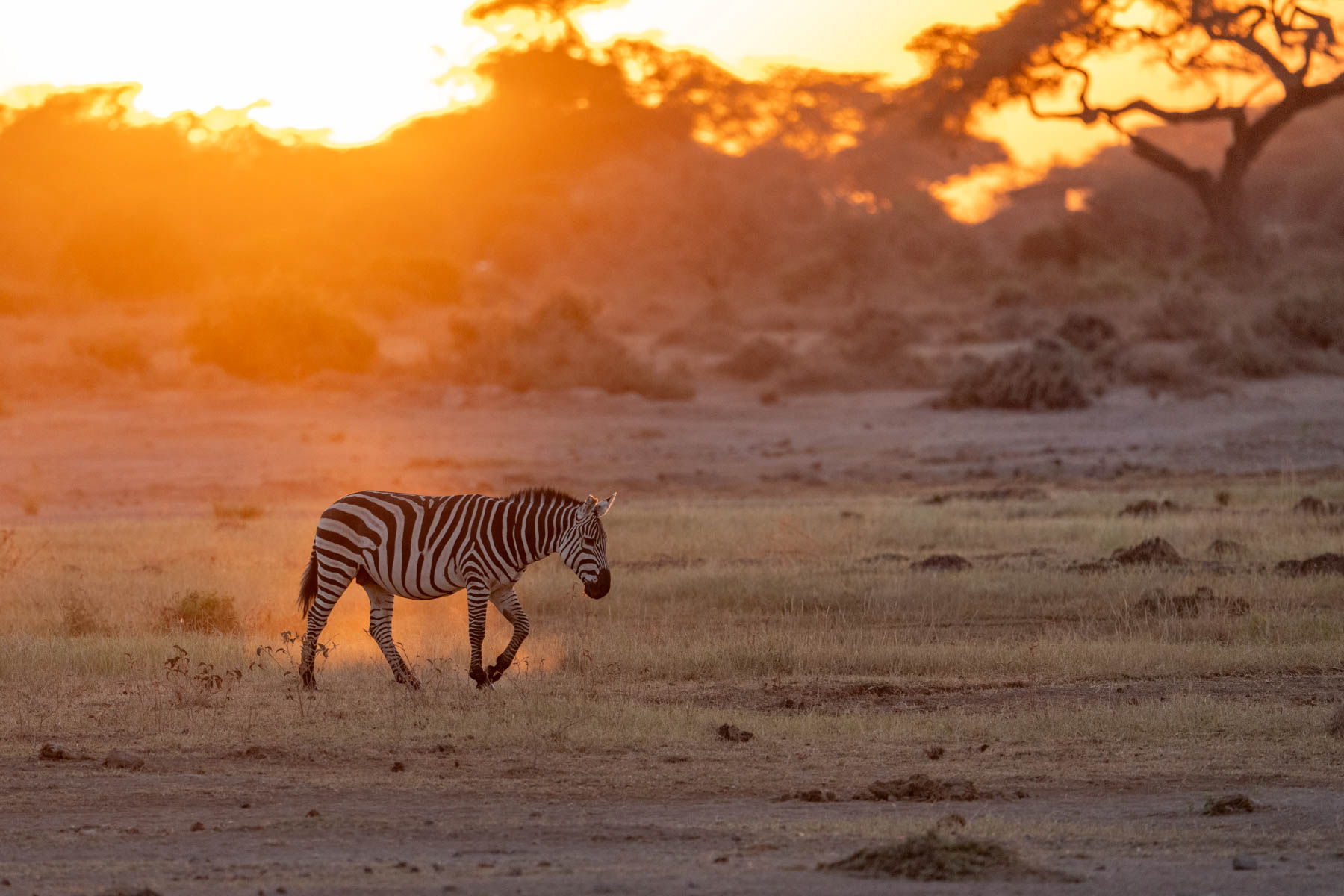 In the golden light of dusk, a zebra heads to a safe place for the night (image by Inger Vandyke)