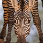 Up close and personal with a drinking zebra at Lentorre (image by Inger Vandyke)