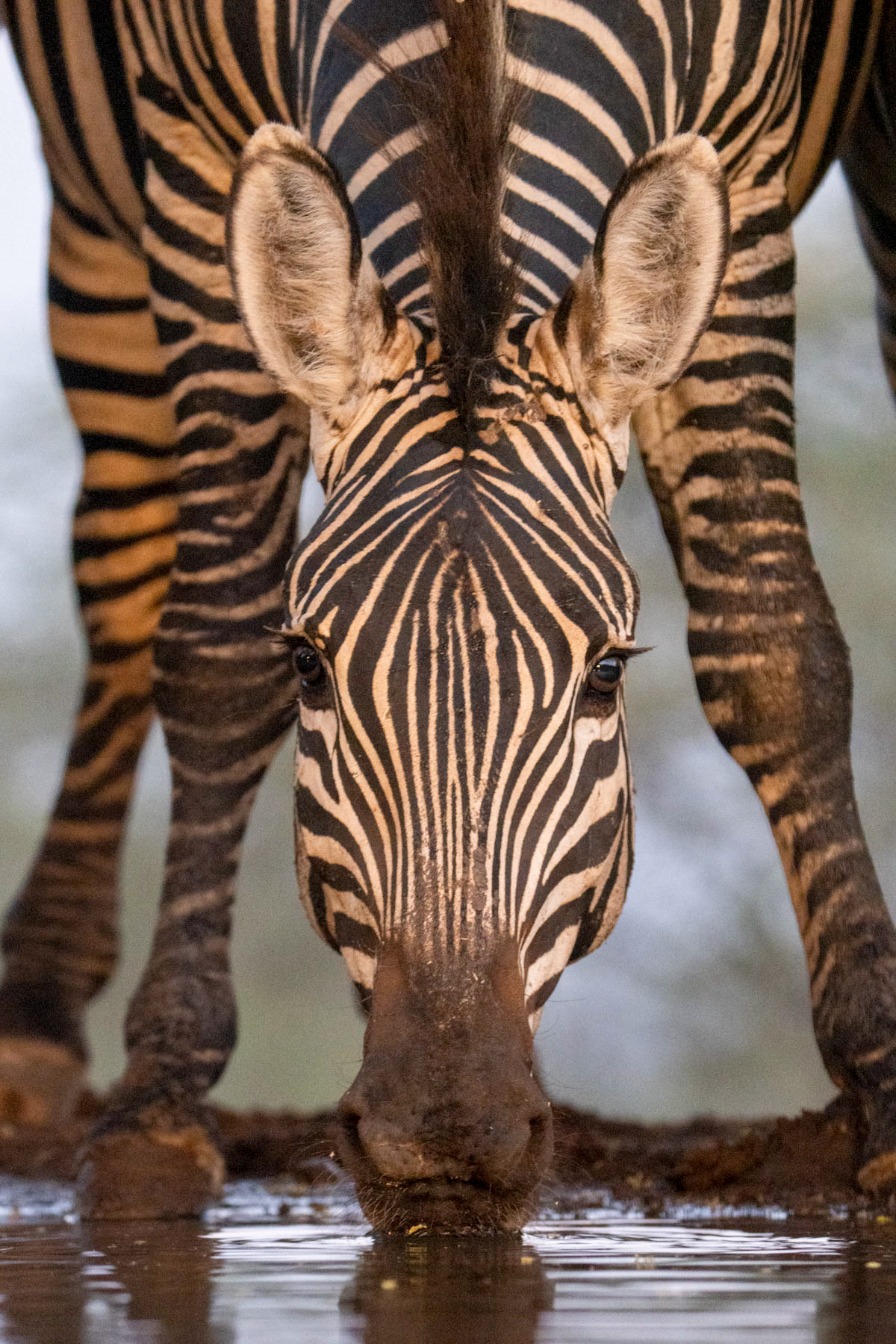 Up close and personal with a drinking zebra at Lentorre (image by Inger Vandyke)