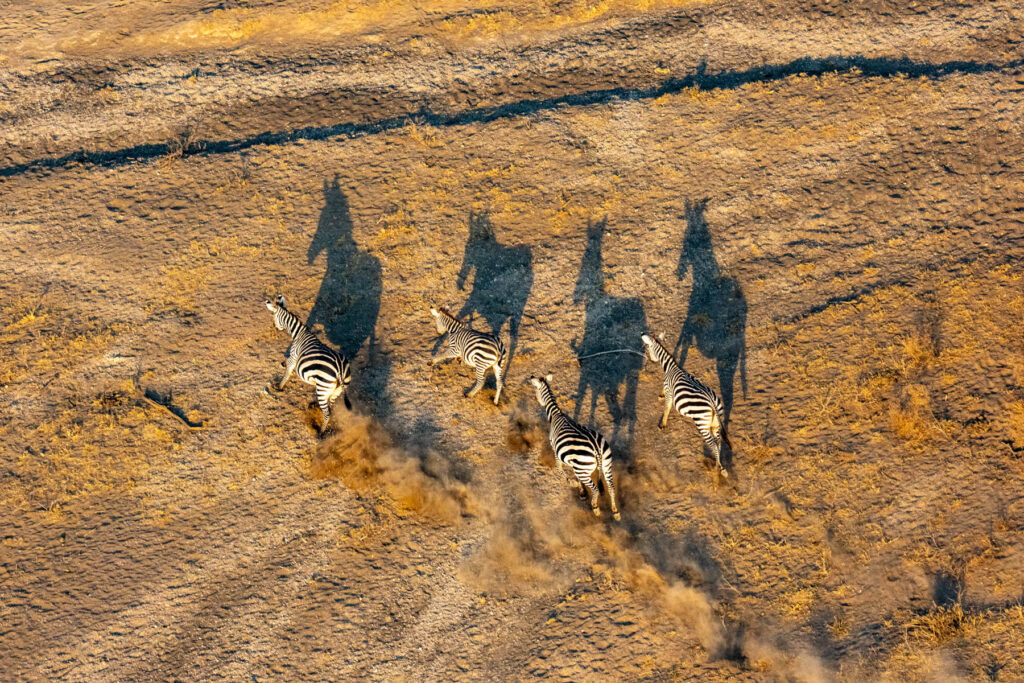 A dazzle of Zebras running across Lentorre's plains at sunset (image by Inger Vandyke)