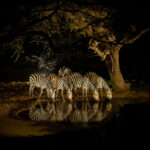 Zebras come to drink in the evening at Lentorre's waterhole (image by Inger Vandyke)