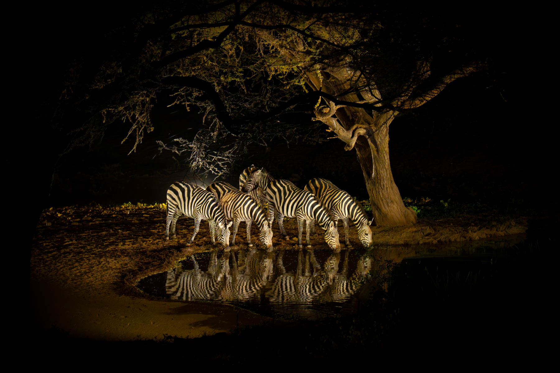 Zebras come to drink in the evening at Lentorre's waterhole (image by Inger Vandyke)