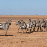 Zebras crossing the dry lake beds of Amboseli to reach the wetlands where they can drink (image by Inger Vandyke)