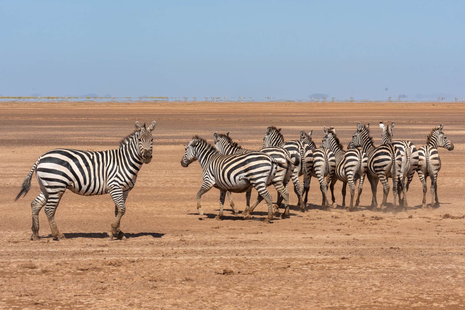 Zebras crossing the dry lake beds of Amboseli to reach the wetlands where they can drink (image by Inger Vandyke)