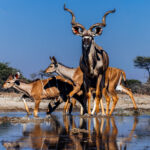 A small herd of Greater Kudu drink from the waterhole in Namibia's Onguma Reserve, with the male displaying his breed's distinctive horns, famed for their corkscrew-like twists. These massive horns can reach up to 1.8 metres (6ft) long, if stretched straight out (image by Virginia Wilde)