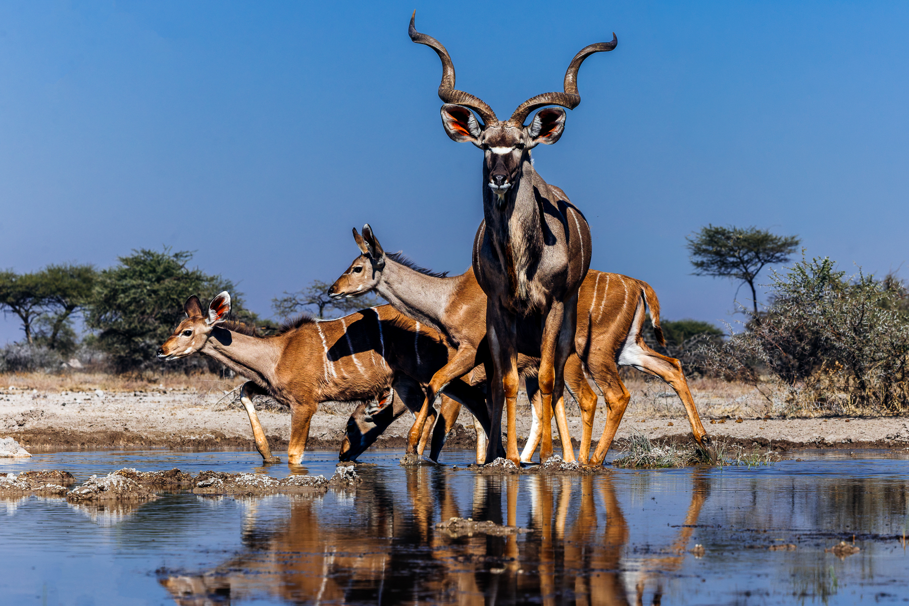 A small herd of Greater Kudu drink from the waterhole in Namibia's Onguma Reserve, with the male displaying his breed's distinctive horns, famed for their corkscrew-like twists. These massive horns can reach up to 1.8 metres (6ft) long, if stretched straight out (image by Virginia Wilde)