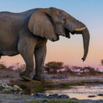 The sunken hide in Onguma Reserve, Namibia, allows for beautiful encounters with animals like this magnificent male African Elephant. To see an animal this large, this close, was breathtaking (image by Virginia Wilde)