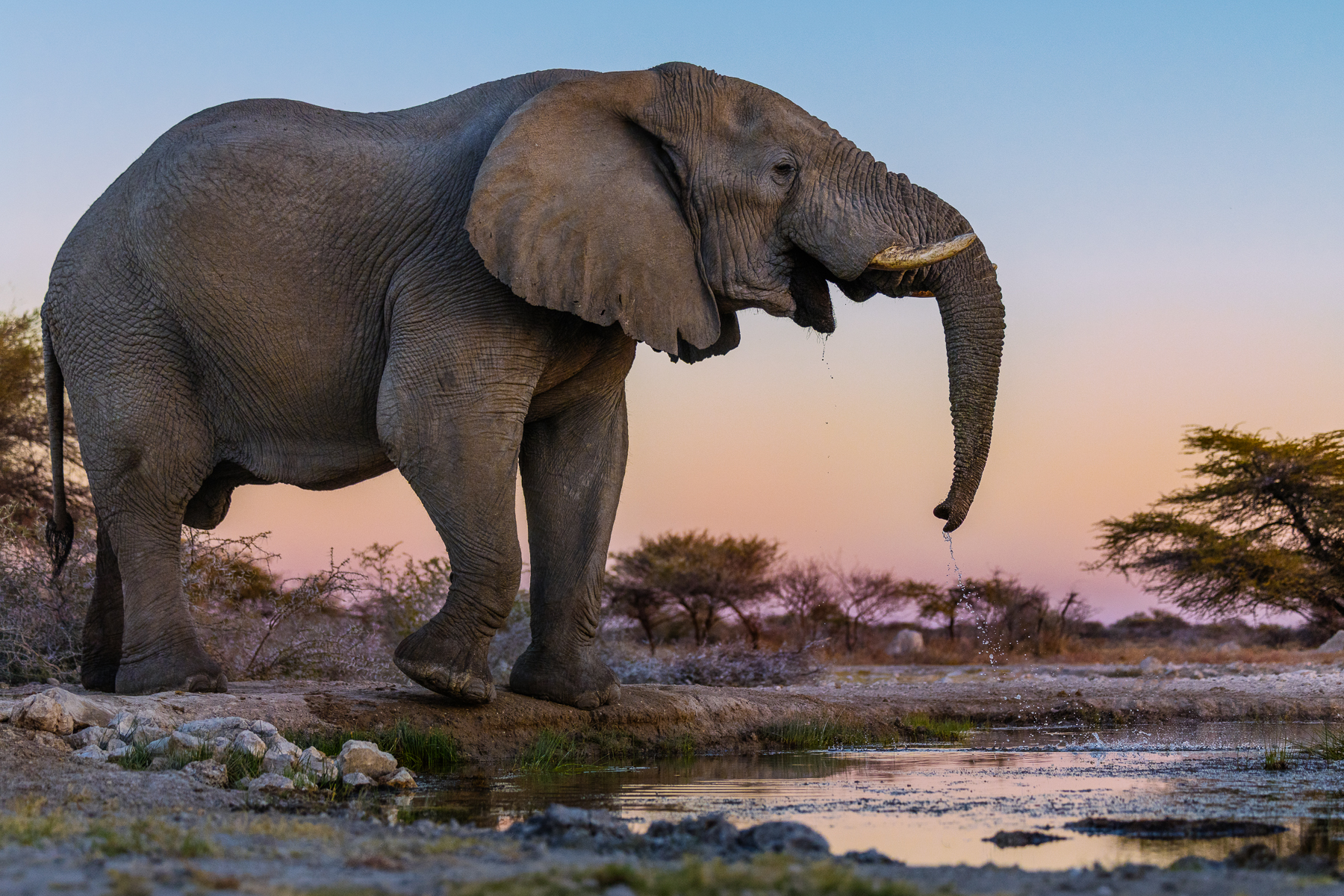 The sunken hide in Onguma Reserve, Namibia, allows for beautiful encounters with animals like this magnificent male African Elephant. To see an animal this large, this close, was breathtaking (image by Virginia Wilde)