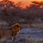 The last colours of sunset light up the mane of this wandering African Lion. Taken in Onguma Reserve, which borders Etosha National Park, Namibia (image by Virginia Wilde)