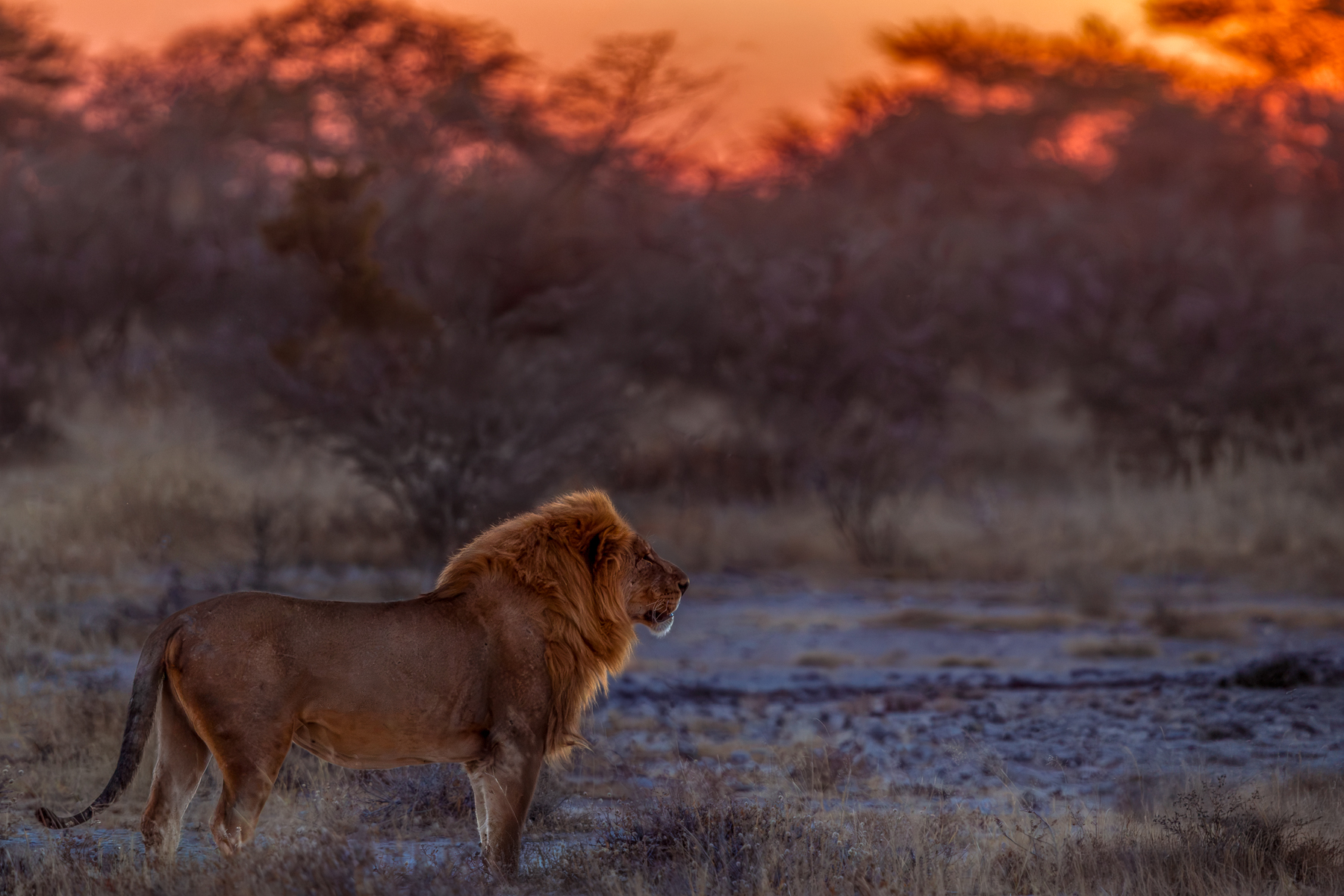 The last colours of sunset light up the mane of this wandering African Lion. Taken in Onguma Reserve, which borders Etosha National Park, Namibia (image by Virginia Wilde)