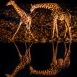 A pair of Angolan Giraffe drink from the waterhole at night, at Okaukuejo in Namibia's Etosha National Park. Angolan Giraffe (also known as the Namibian or Smokey Giraffe) have coat markings and patches that speckle all the way down to their hooves, unlike many other giraffe species whose markings stop at their knees (image by Virginia Wilde)