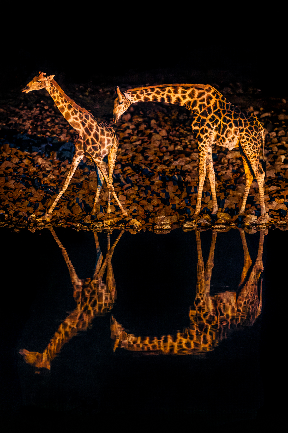 A pair of Angolan Giraffe drink from the waterhole at night, at Okaukuejo in Namibia's Etosha National Park. Angolan Giraffe (also known as the Namibian or Smokey Giraffe) have coat markings and patches that speckle all the way down to their hooves, unlike many other giraffe species whose markings stop at their knees (image by Virginia Wilde)