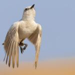 A Tractrac Chat soars upwards from the dunes of the Namib Desert, on the outskirts of the Namibian town of Swakopmund. Tractrac Chats are perfectly adapted to blend into their desert environment (image by Mike Watson)