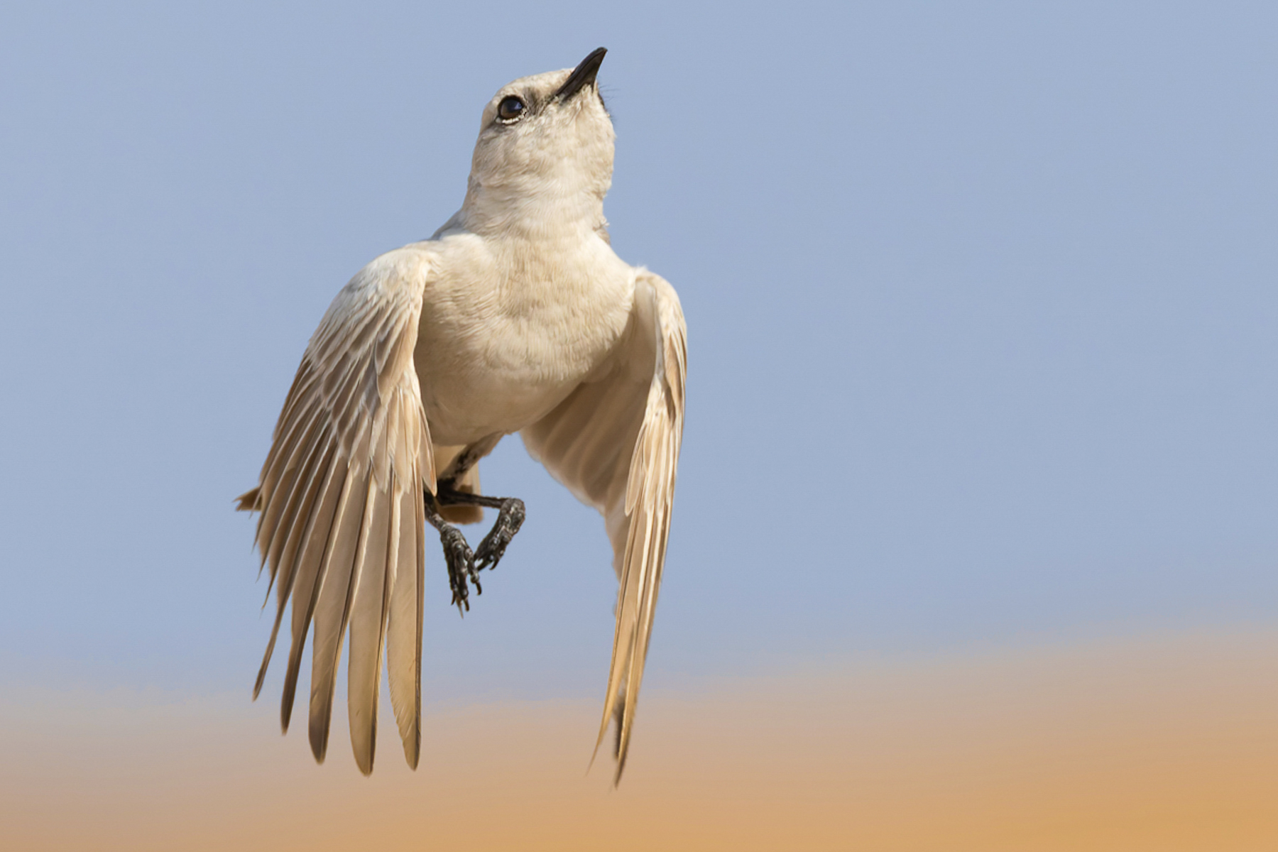 A Tractrac Chat soars upwards from the dunes of the Namib Desert, on the outskirts of the Namibian town of Swakopmund. Tractrac Chats are perfectly adapted to blend into their desert environment (image by Mike Watson)