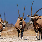 A trio of Gemsbok approach the waterhole in Onguma Reserve, Namibia, displaying their distinctive long spear-like horns. Gemsbok are the largest species of Oryx, found in southern African deserts like the Kalahari and Namib (image by Virginia Wilde)