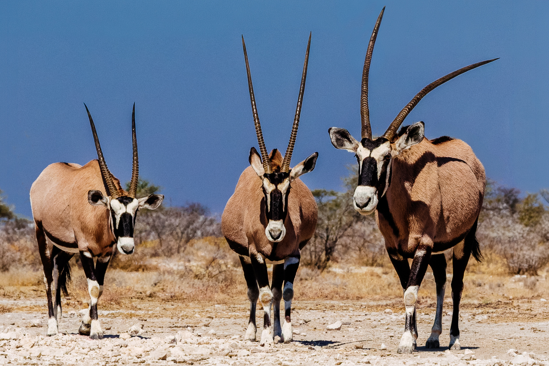 A trio of Gemsbok approach the waterhole in Onguma Reserve, Namibia, displaying their distinctive long spear-like horns. Gemsbok are the largest species of Oryx, found in southern African deserts like the Kalahari and Namib (image by Virginia Wilde)