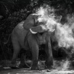 We kept our distance from this desert-adapted Elephant bull in Namibia's Hoanib River Valley. As he sprayed dust all around him, we spotted his temporin secretion - a liquid from the temporal glands that the males secrete during musth: a natural periodic condition marked by a spike in testosterone and accompanied by restless and highly dominant behaviour (image by Virginia Wilde)