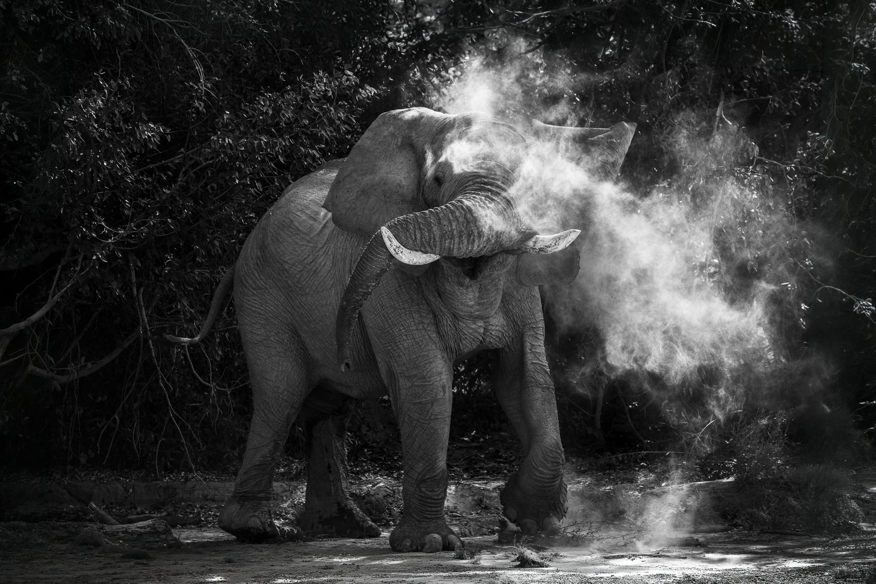 We kept our distance from this desert-adapted Elephant bull in Namibia's Hoanib River Valley. As he sprayed dust all around him, we spotted his temporin secretion - a liquid from the temporal glands that the males secrete during musth: a natural periodic condition marked by a spike in testosterone and accompanied by restless and highly dominant behaviour (image by Virginia Wilde)