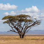 Stylised Acacia (image by Inger Vandyke)