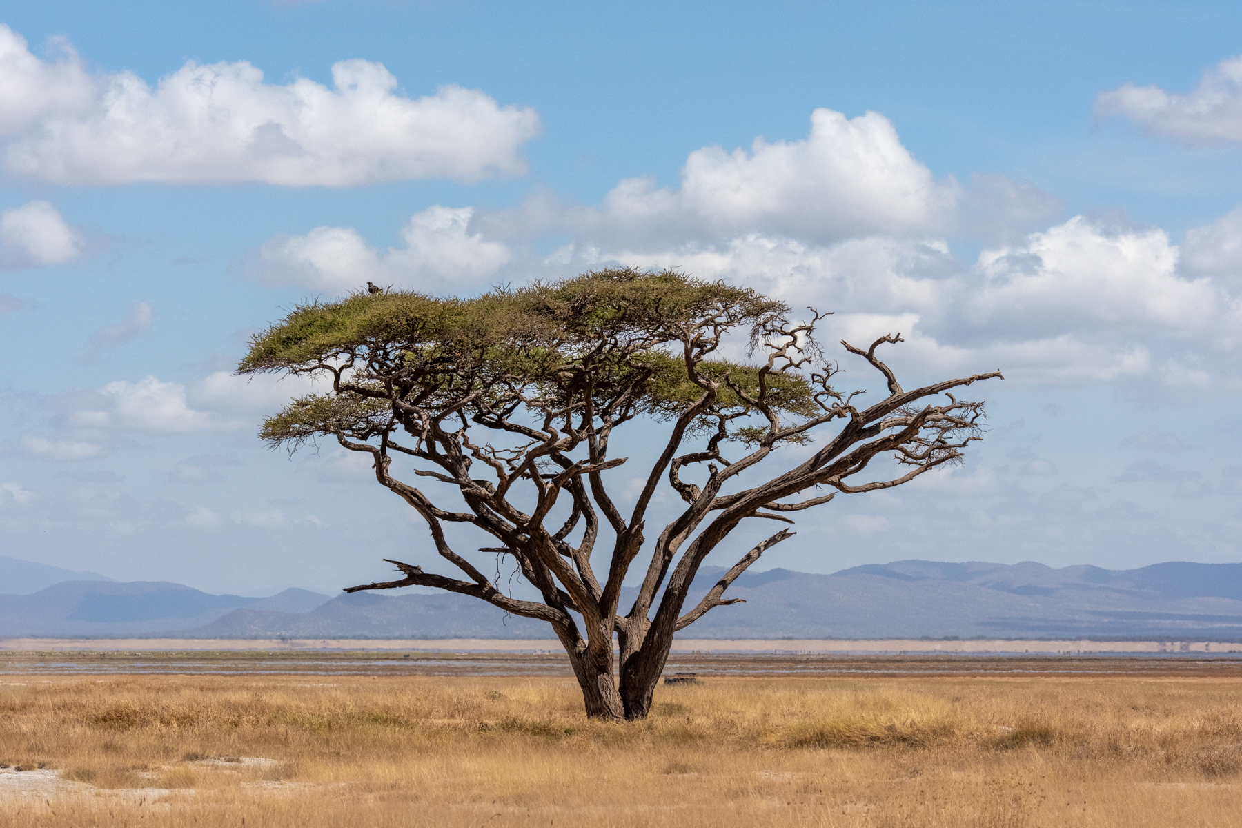 Stylised Acacia (image by Inger Vandyke)