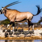An animated-looking Gemsbok swishes her tail as she moves to take her turn at the Onguma waterhole - as a flock of Helmeted Guineafowl stroll past. Both sexes of Gemsbok have horns, although females' tend to be shorter and more slender (image by Virginia Wilde)