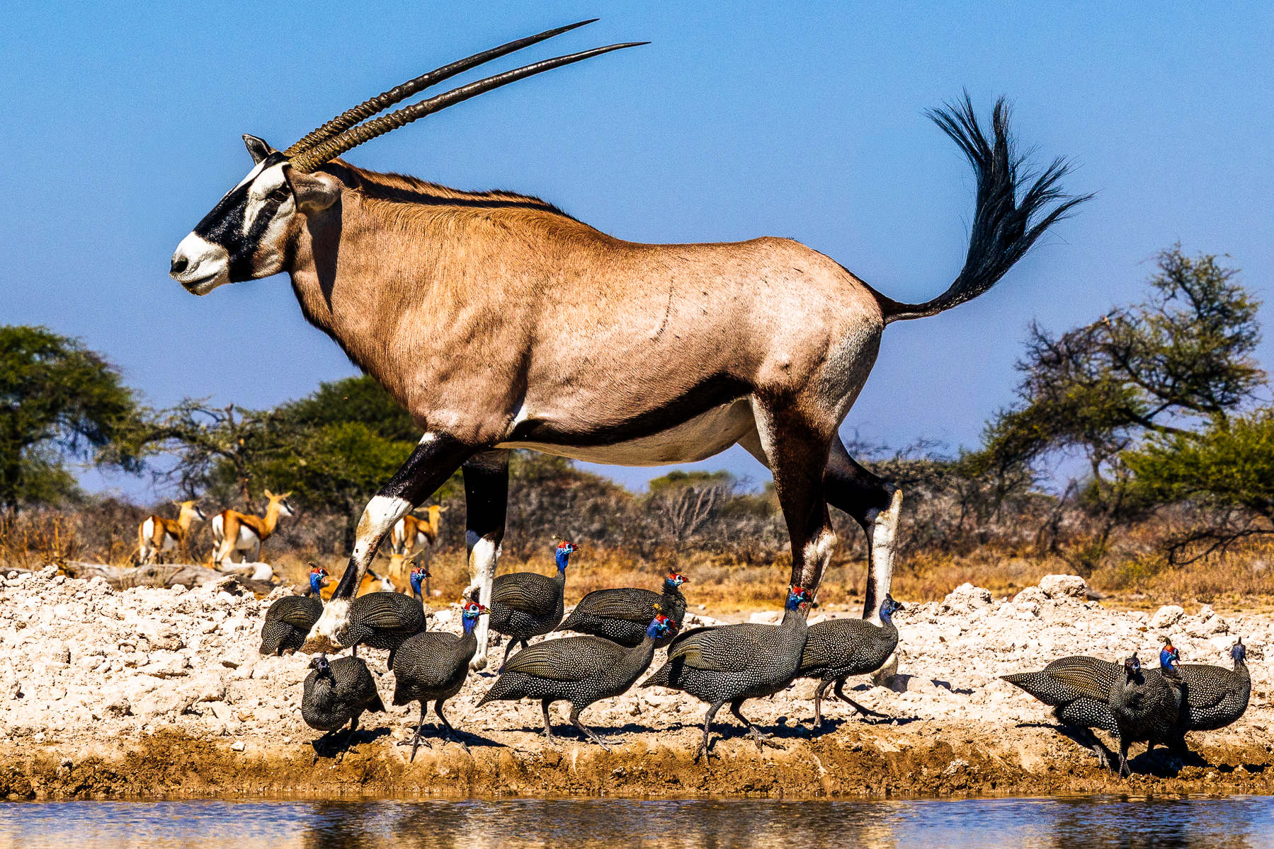 An animated-looking Gemsbok swishes her tail as she moves to take her turn at the Onguma waterhole - as a flock of Helmeted Guineafowl stroll past. Both sexes of Gemsbok have horns, although females' tend to be shorter and more slender (image by Virginia Wilde)