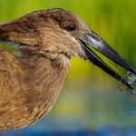 One of the highlights of our time in the Onguma hide was watching this Hamerkop's incredible fishing technique. He tirelessly worked the shallows of the waterhole, flushing prey upwards by shuffling his feet to disturb the sediment before raking his bill along the mud (image by Virginia Wilde)