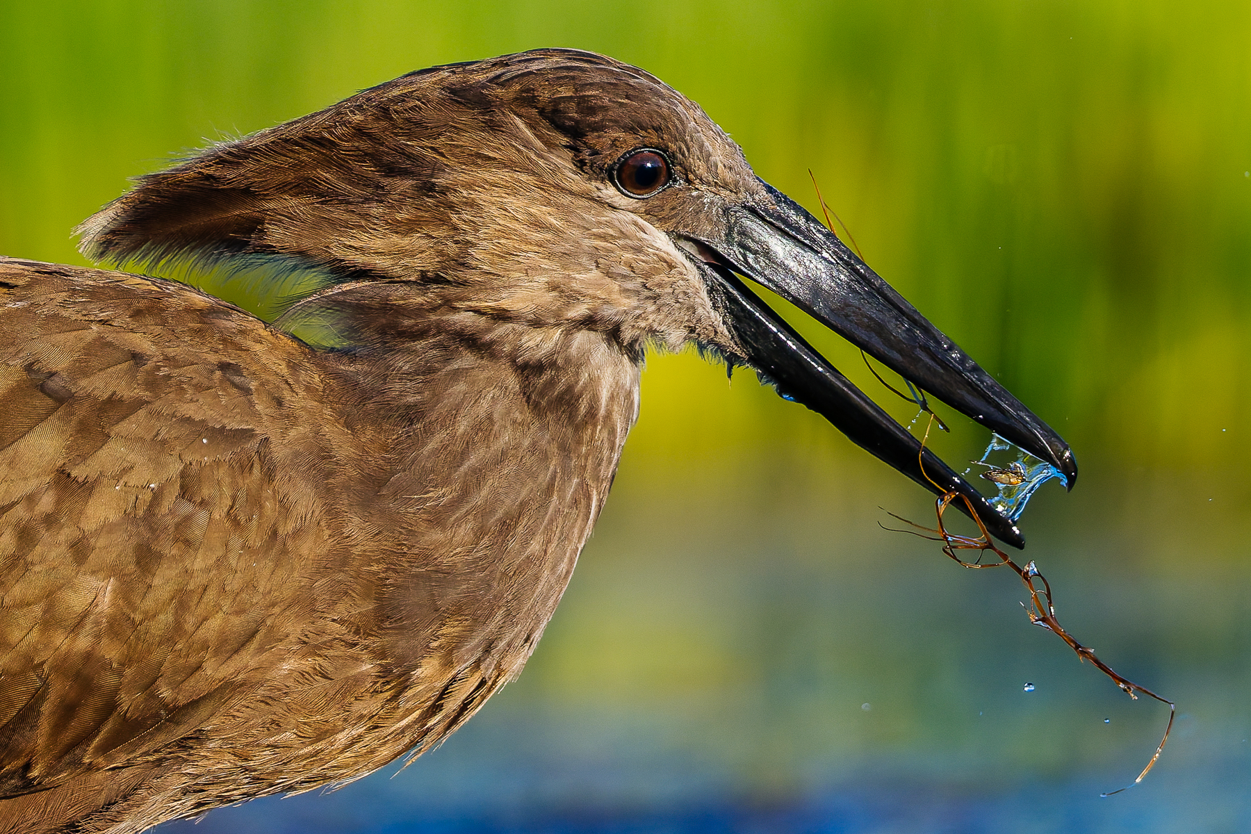 One of the highlights of our time in the Onguma hide was watching this Hamerkop's incredible fishing technique. He tirelessly worked the shallows of the waterhole, flushing prey upwards by shuffling his feet to disturb the sediment before raking his bill along the mud (image by Virginia Wilde)