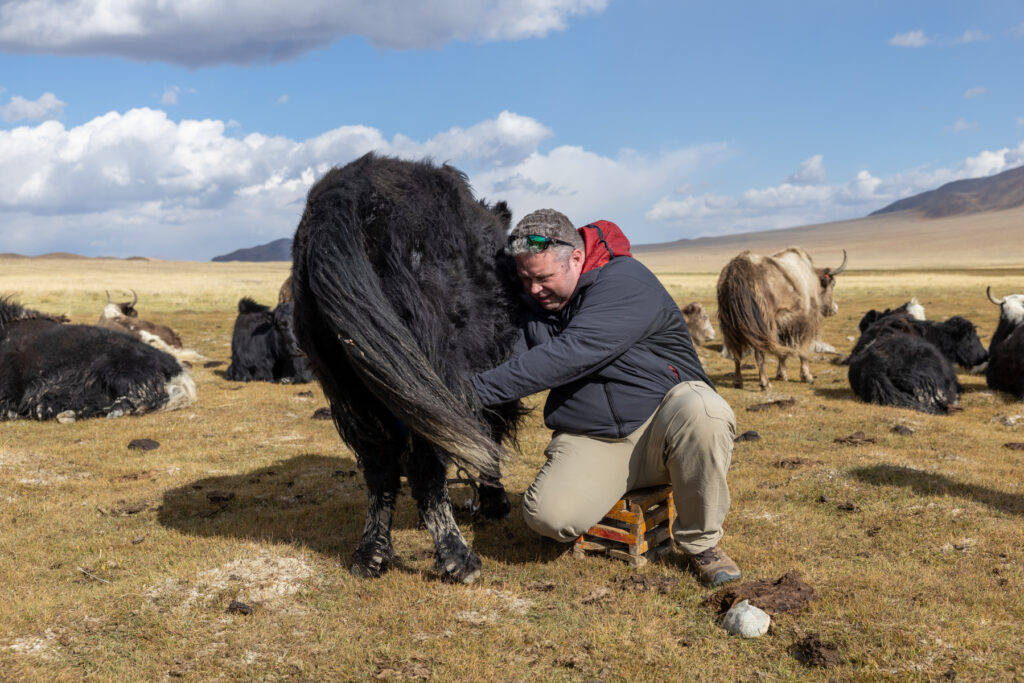 Andrew is trying his hand at milking a yak, something we were invited to experience ourselves (image by Ingrid Koedood)