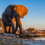 The setting sun turns the head of this African Elephant bull a fiery orange, as he approaches the waterhole, in Namibia's Onguma Reserve, for an evening drink. Namibia's sunsets - with colours scattered by desert dust and sand - were among some of the most spectacular I've ever seen (image by Virginia Wilde)