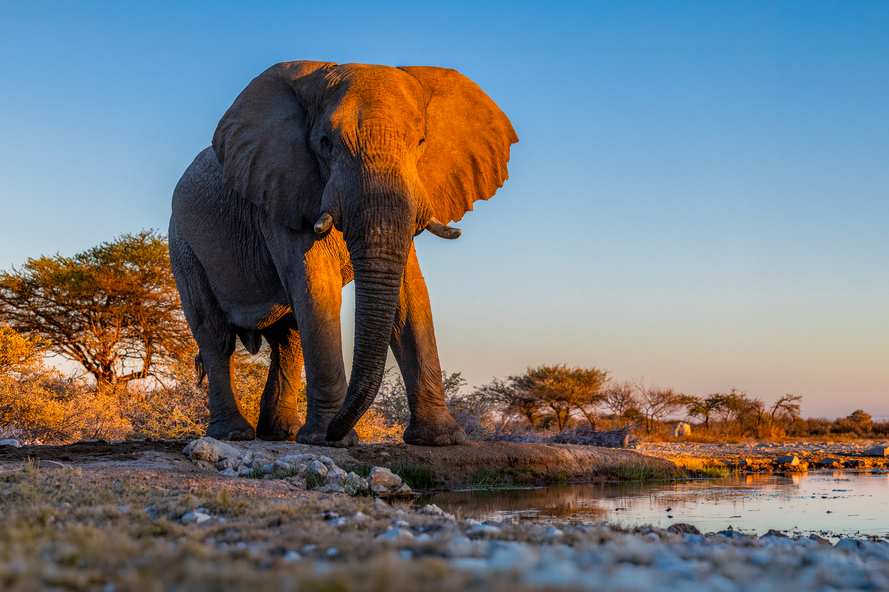 The setting sun turns the head of this African Elephant bull a fiery orange, as he approaches the waterhole, in Namibia's Onguma Reserve, for an evening drink. Namibia's sunsets - with colours scattered by desert dust and sand - were among some of the most spectacular I've ever seen (image by Virginia Wilde)