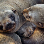 Aww! A juvenile Cape Fur Seal sleeps amid a pile of other fur seals - in a position that could be viewed as either cosy, or somewhat squashed! (image by Virginia Wilde)
