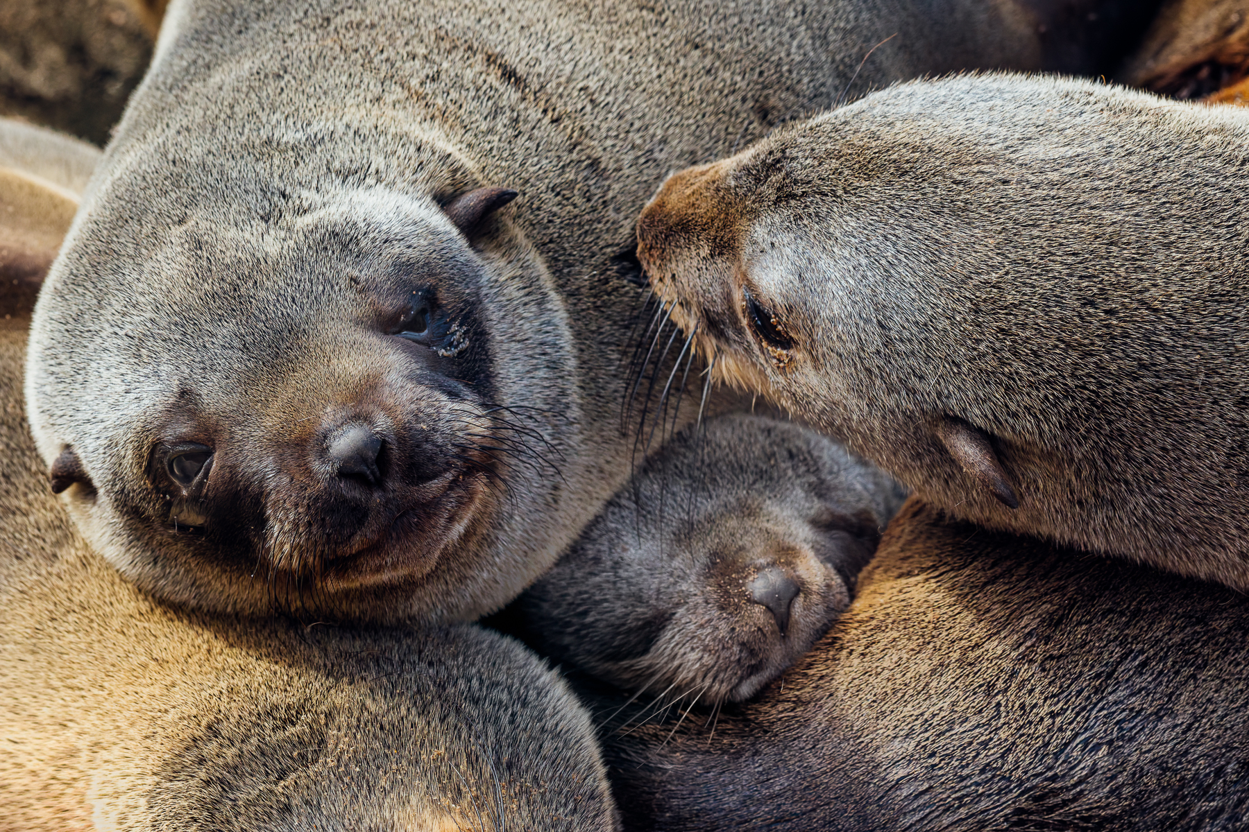 Aww! A juvenile Cape Fur Seal sleeps amid a pile of other fur seals - in a position that could be viewed as either cosy, or somewhat squashed! (image by Virginia Wilde)
