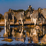 A herd of Burchell's Plains Zebra drink from the Onguma waterhole, their stripes making for some MC Escher-like optical illusions - with their reflections creating patterns that were difficult to separate from the animals (image by Virginia Wilde)