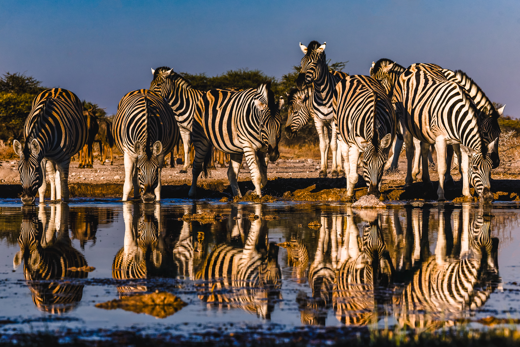 A herd of Burchell's Plains Zebra drink from the Onguma waterhole, their stripes making for some MC Escher-like optical illusions - with their reflections creating patterns that were difficult to separate from the animals (image by Virginia Wilde)