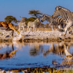 A male Black-faced Impala suddenly takes fright as a large herd of Zebra approach the Onguma waterhole, creating splashes with his skittishness. Black-faced Impala are a subspecies of the Common Impala, larger and darker and with a range that is extremely restricted to north-western Namibia and south-western Angola (image by Virginia Wilde)
