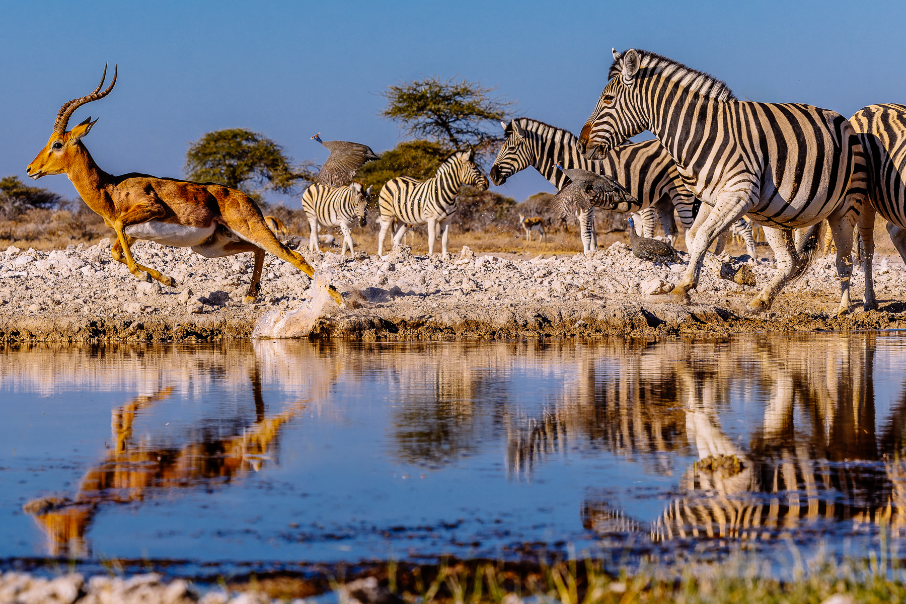 A male Black-faced Impala suddenly takes fright as a large herd of Zebra approach the Onguma waterhole, creating splashes with his skittishness. Black-faced Impala are a subspecies of the Common Impala, larger and darker and with a range that is extremely restricted to north-western Namibia and south-western Angola (image by Virginia Wilde)