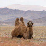 A herd of Bactrian camels crossing the vast landscape on our journey from Khovd into western Mongolia (image by Ingrid Koedood)